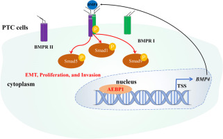 AEBP1 promotes papillary thyroid cancer progression by activating BMP4 signaling
