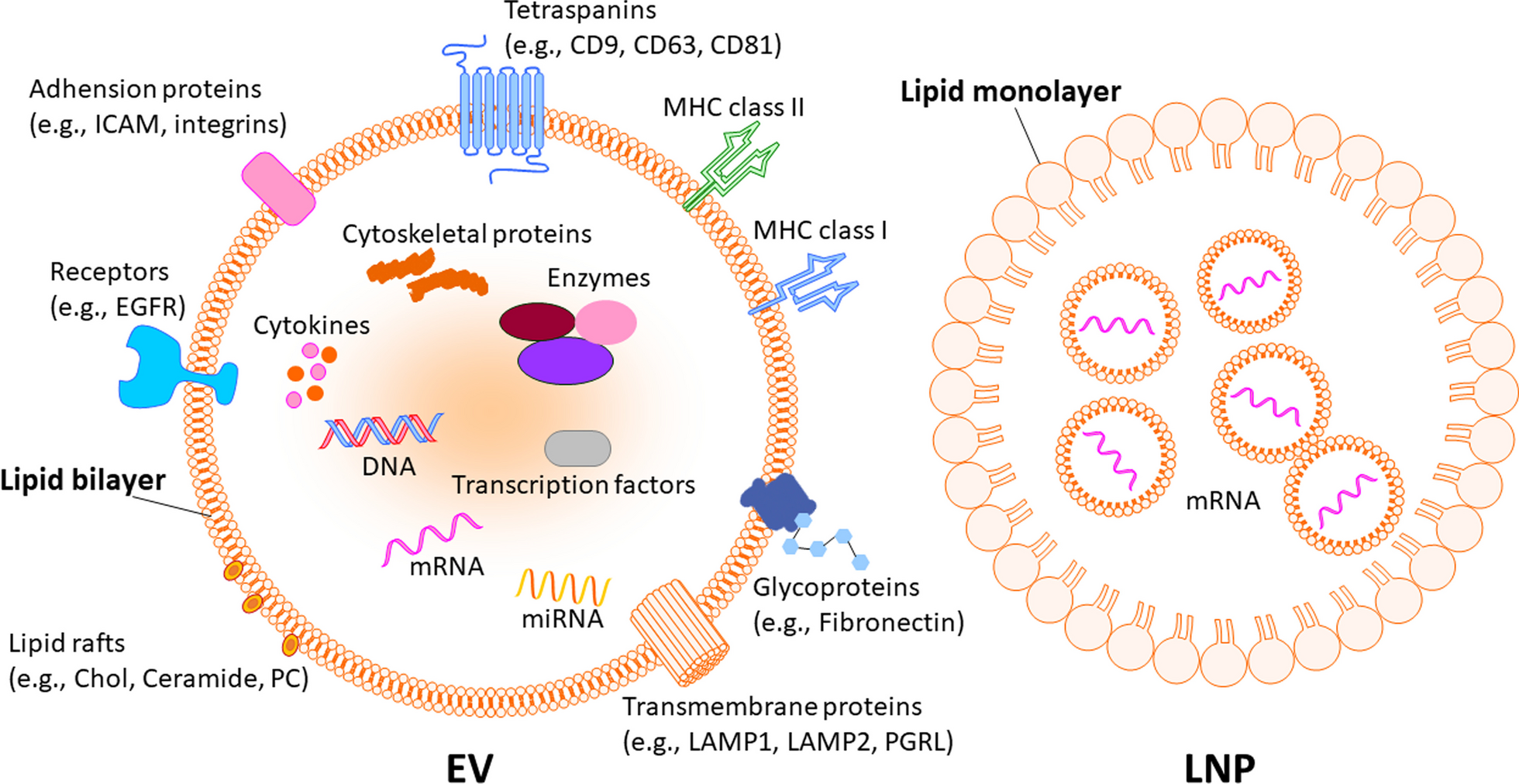 Engineered EVs with pathogen proteins: promising vaccine alternatives to LNP-mRNA vaccines