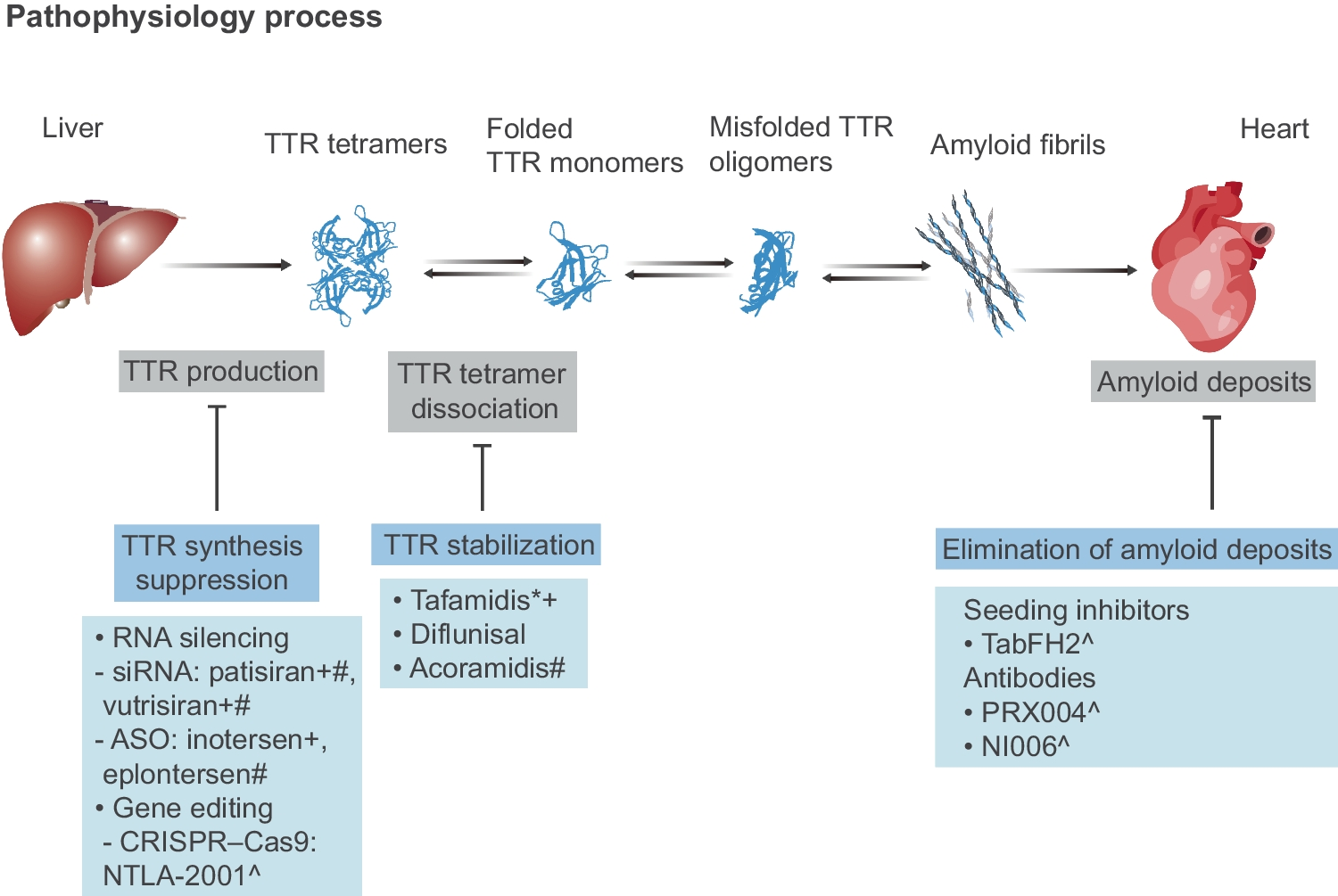 Molecular mechanisms and emerging therapies in wild-type transthyretin amyloid cardiomyopathy