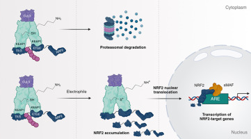 Electrophilic metabolites targeting the KEAP1/NRF2 partnership