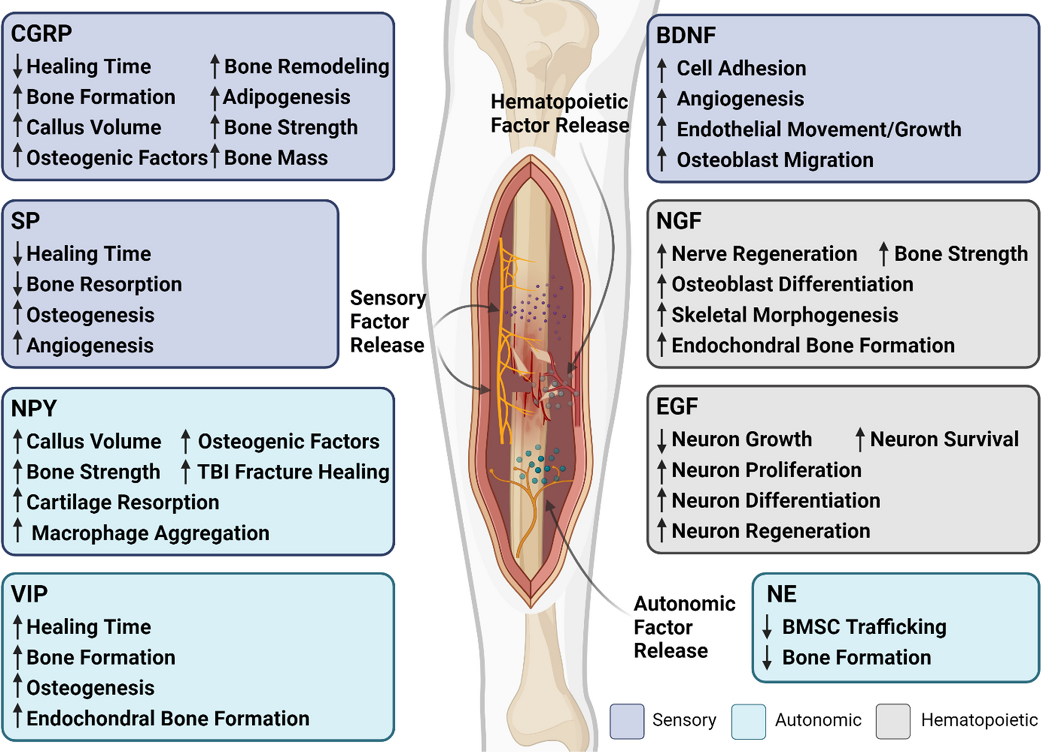 Role of the Neurologic System in Fracture Healing: An Extensive Review