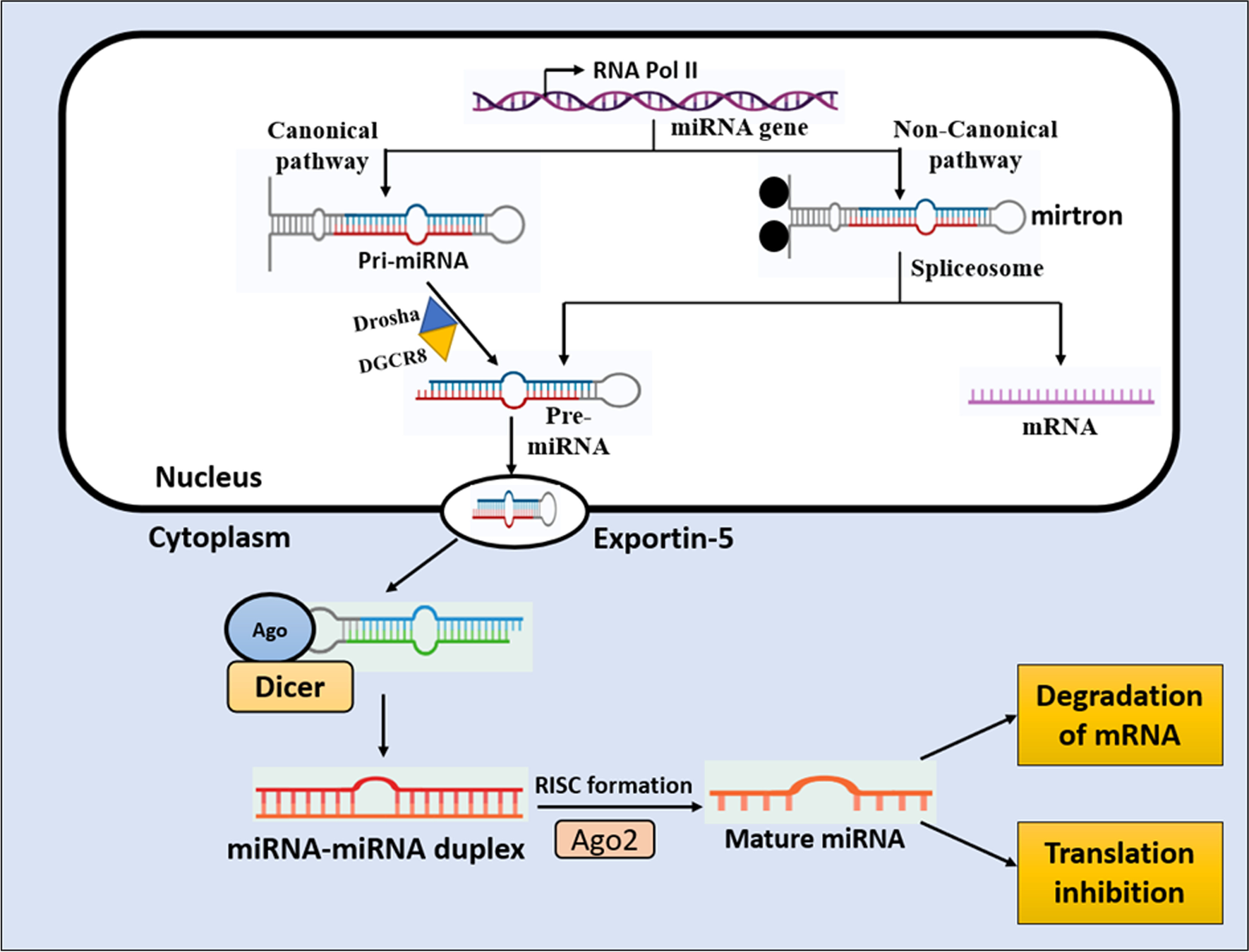 Understanding the multifaceted role of miRNAs in Alzheimer’s disease pathology