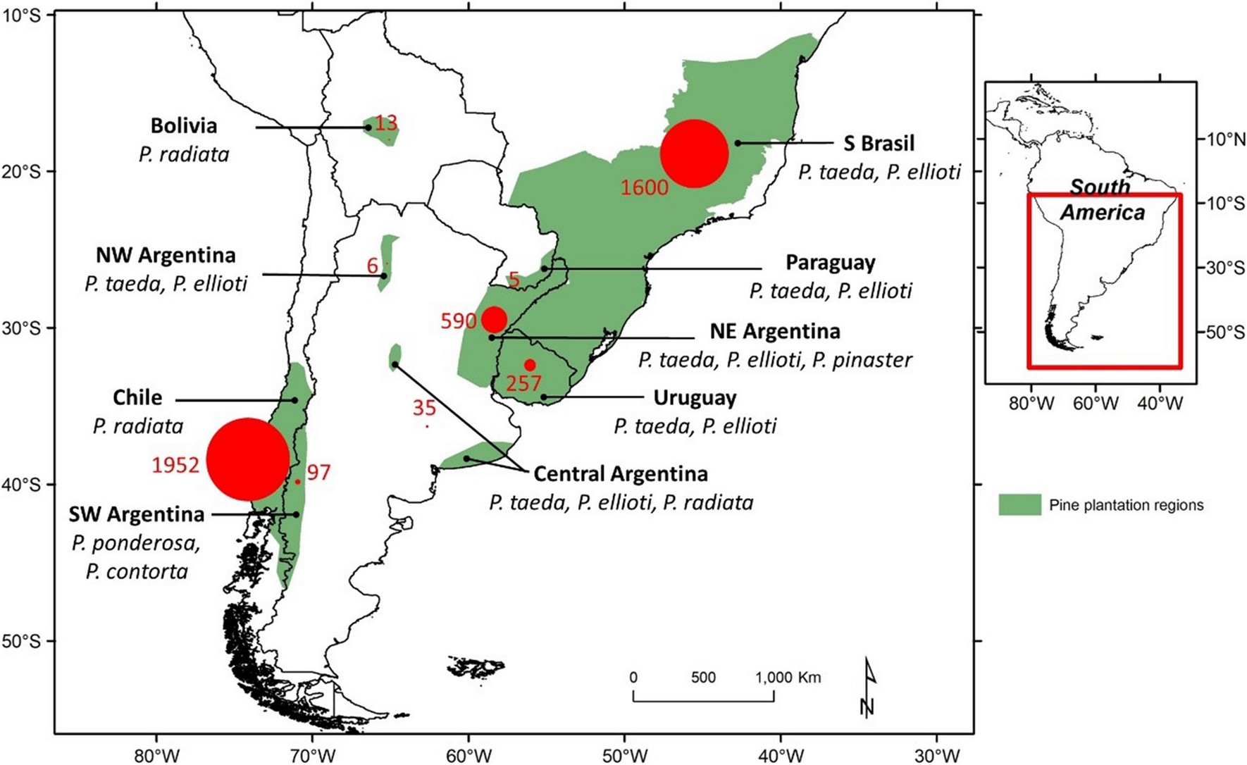 Distribution, Invasion History, and Ecology of Non-native Pine Bark Beetles (Coleoptera: Curculionidae: Scolytinae) in Southern South America