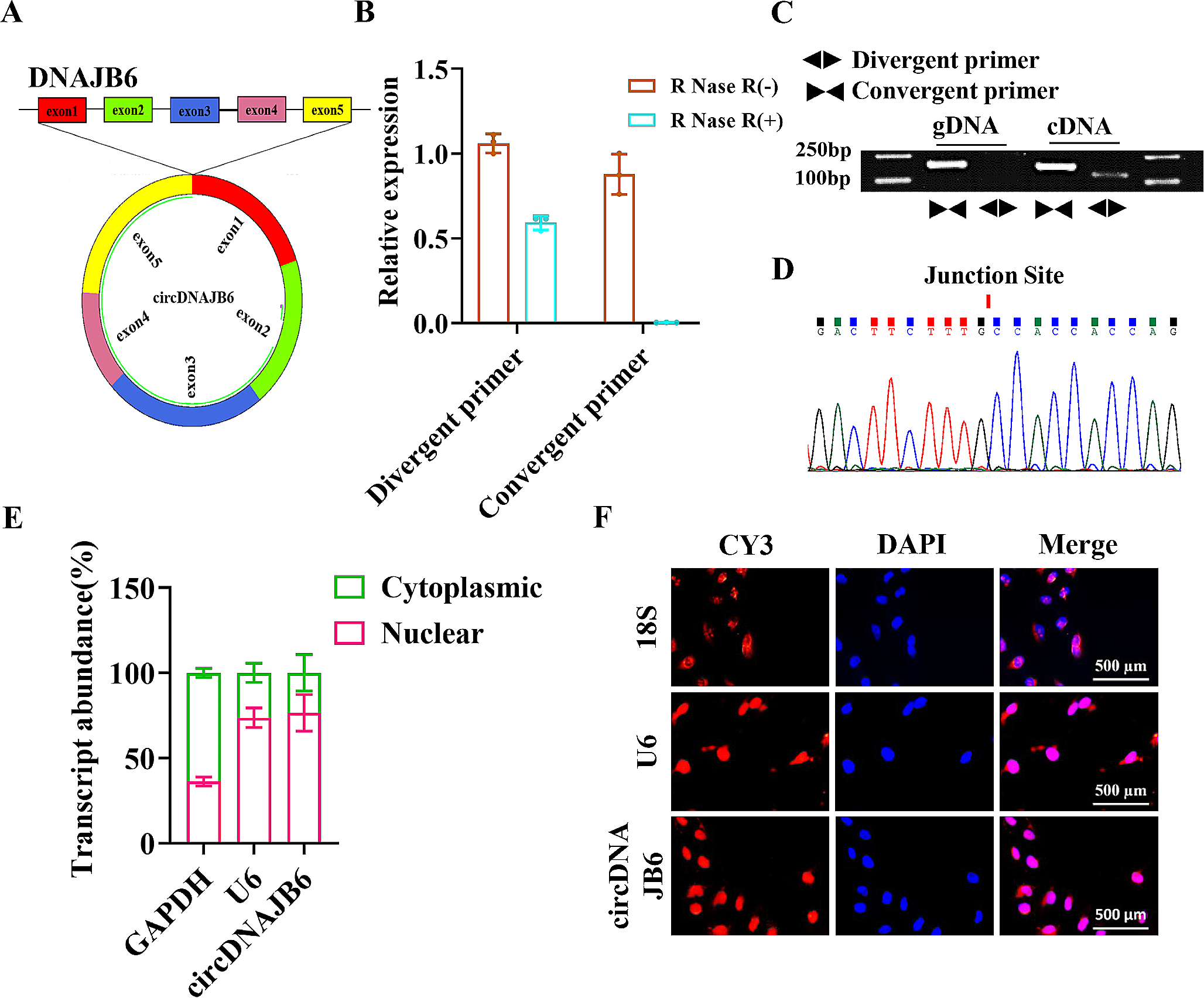 Human milk exosome-derived circDNAJB6 improves bronchopulmonary dysplasia model by promoting DNAJB6 gene transcription
