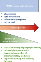 TREM2 in Alzheimer's disease: Structure, function, therapeutic prospects, and activation challenges