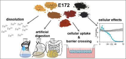 Particulate iron oxide food colorants (E 172) during artificial digestion and their uptake and impact on intestinal cells
