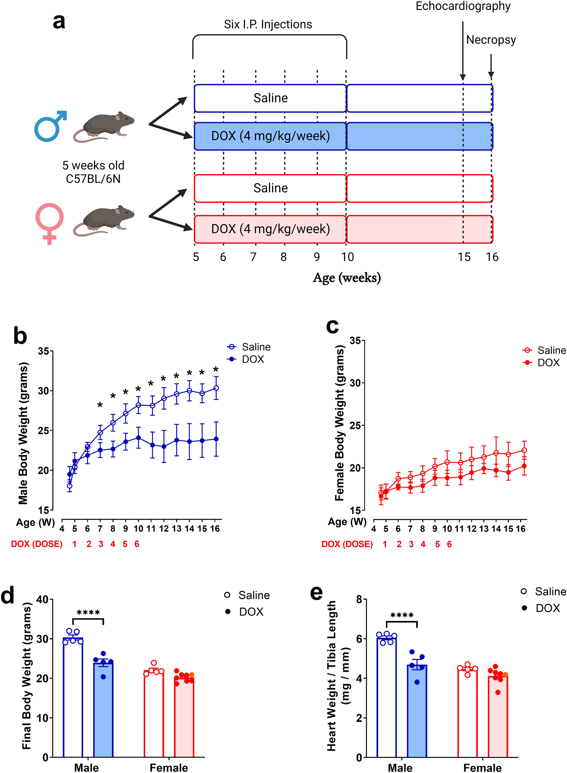 Sex-related differences in delayed doxorubicin-induced cardiac dysfunction in C57BL/6 mice