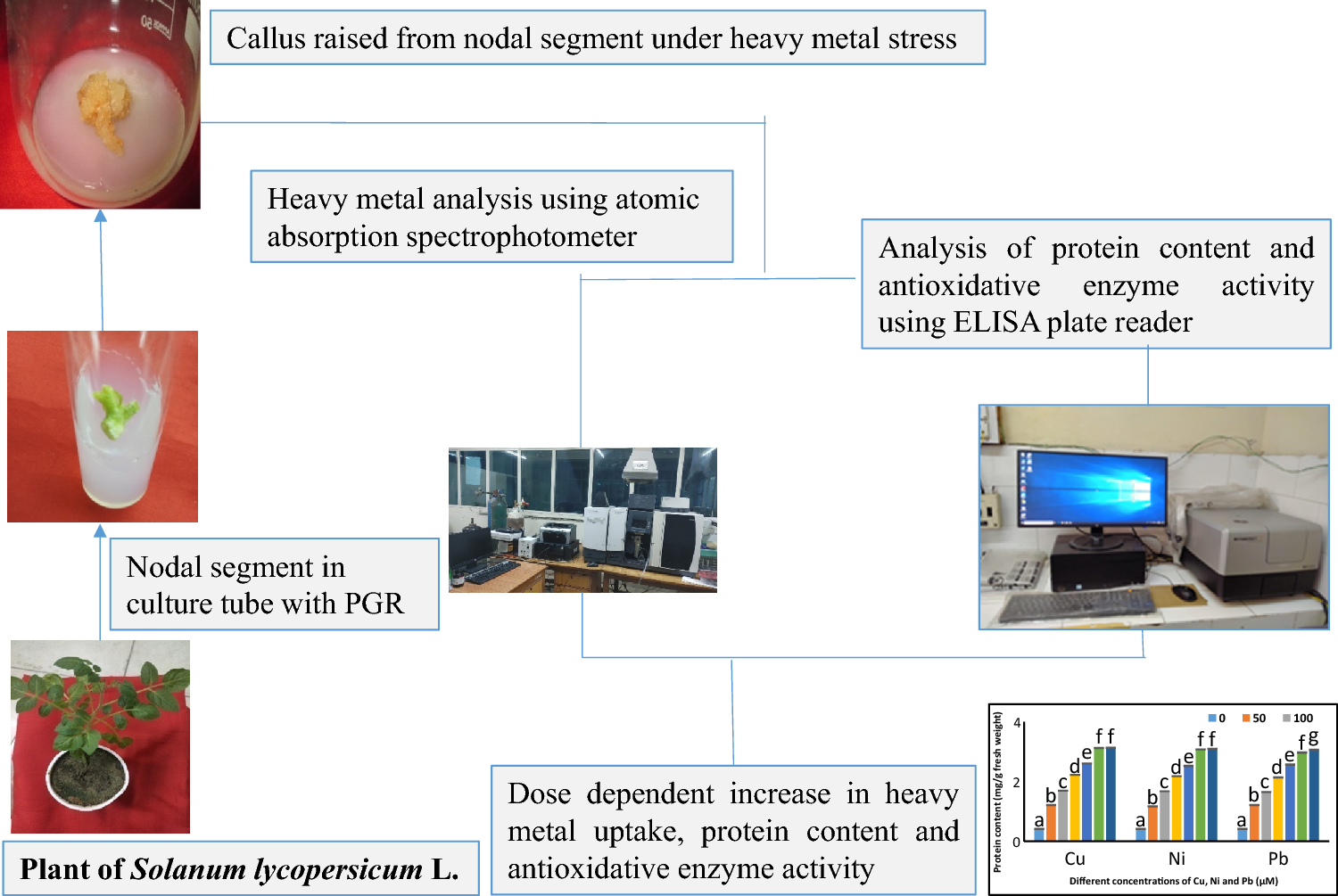 Antioxidative response appraisal of callus cultures of Solanum lycopersicum L. under heavy metal stress