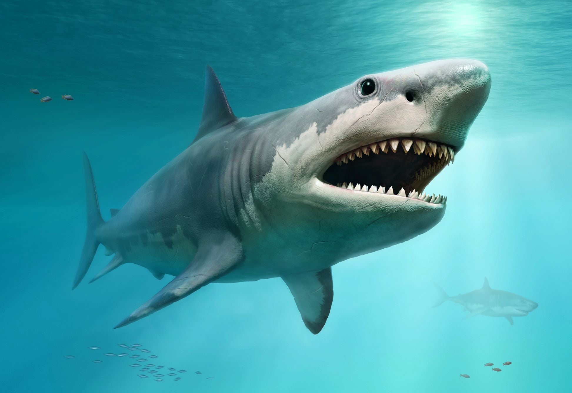 The Megalodon was less mega than previously believed