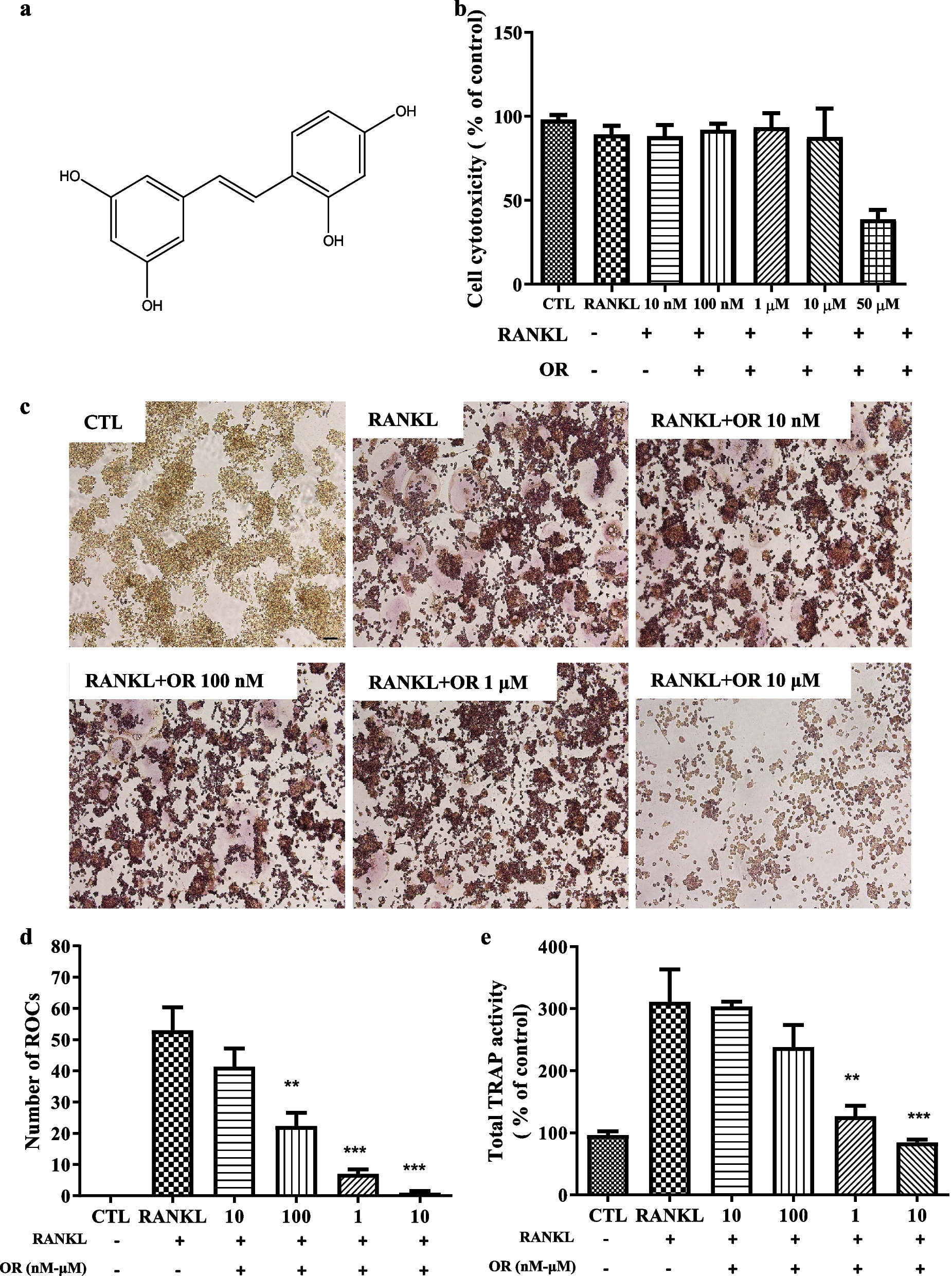 Oxyresveratrol attenuates bone resorption by inhibiting the mitogen-activated protein kinase pathway in ovariectomized rats