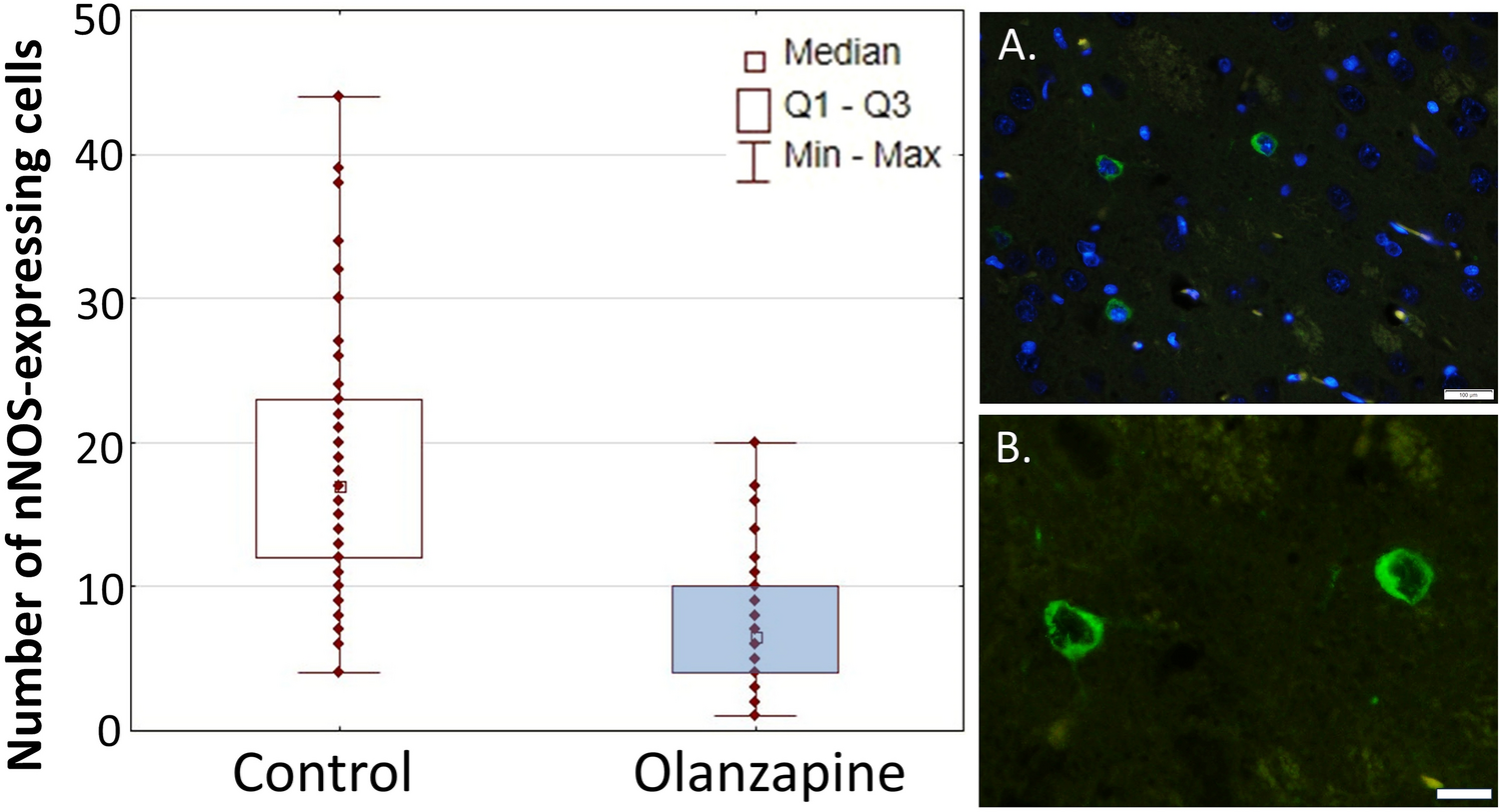 Modulatory effect of olanzapine on neuronal nitric oxide synthase (nNOS) expression in the rat striatum