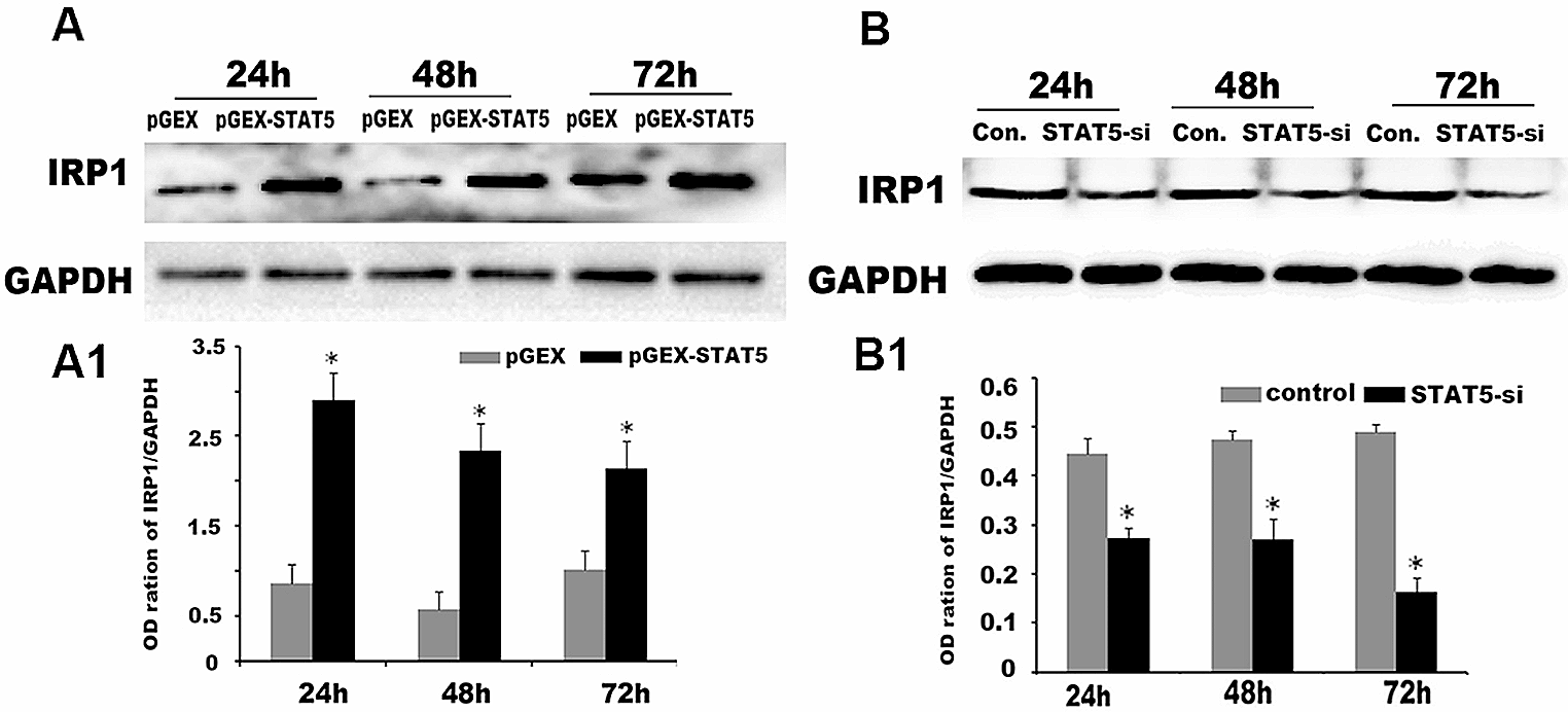 Nuclear translocation of STAT5 initiates iron overload in huntington’s disease by up-regulating IRP1 expression