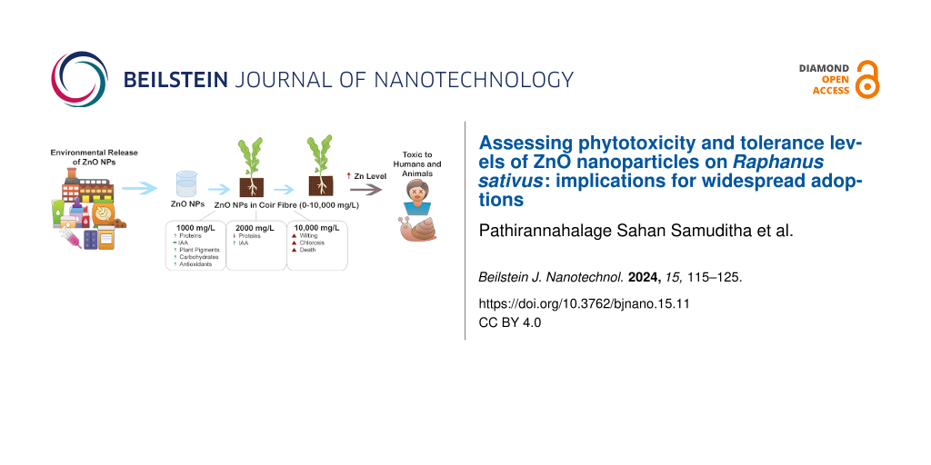 Assessing phytotoxicity and tolerance levels of ZnO nanoparticles on Raphanus sativus: implications for widespread adoptions