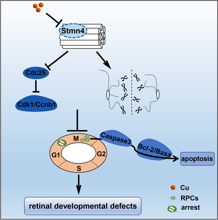 Deficiency of copper responsive gene stmn4 induces retinal developmental defects