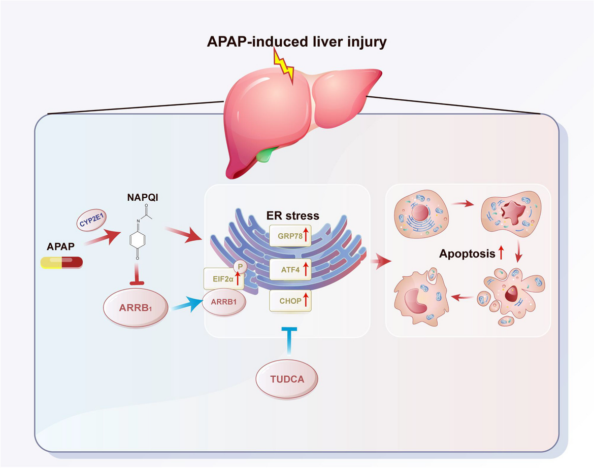 ARRB1 downregulates acetaminophen-induced hepatoxicity through binding to p-eIF2α to inhibit ER stress signaling
