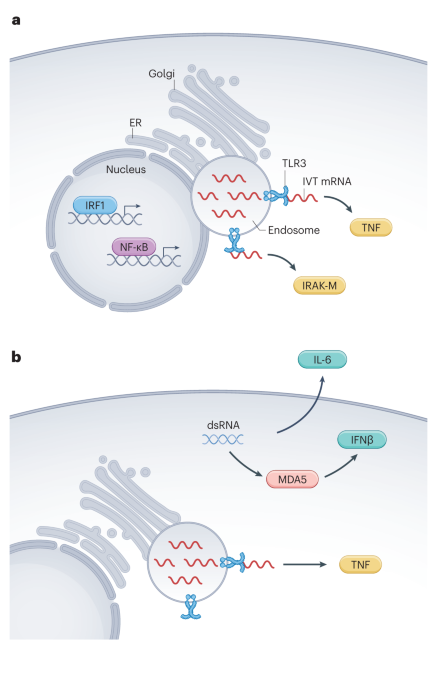 Strategies to reduce the risks of mRNA drug and vaccine toxicity