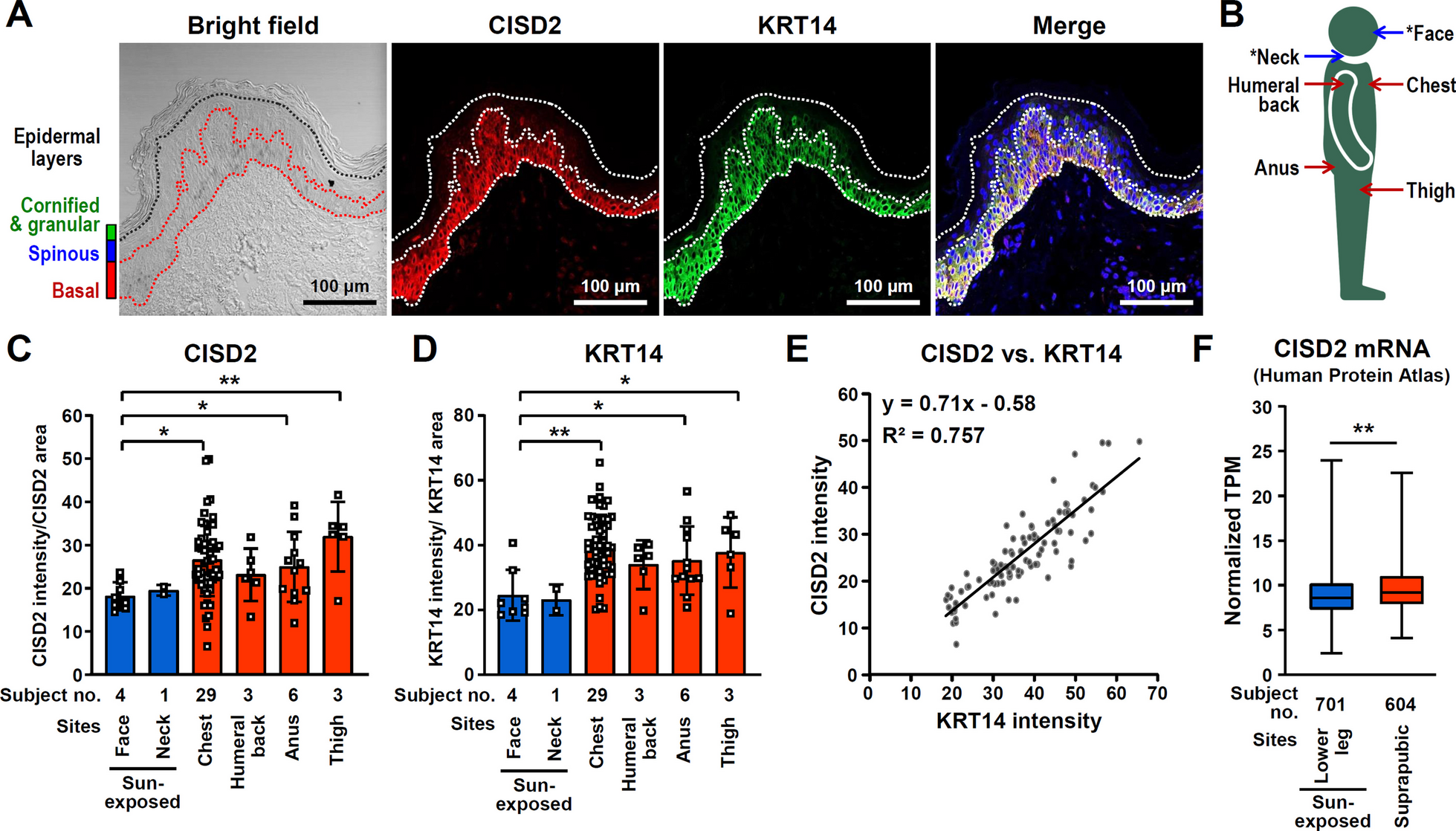 Hesperetin activates CISD2 to attenuate senescence in human keratinocytes from an older person and rejuvenates naturally aged skin in mice