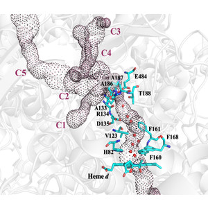 Investigation of how gate residues in the main channel affect the catalytic activity of Scytalidium thermophilum catalase