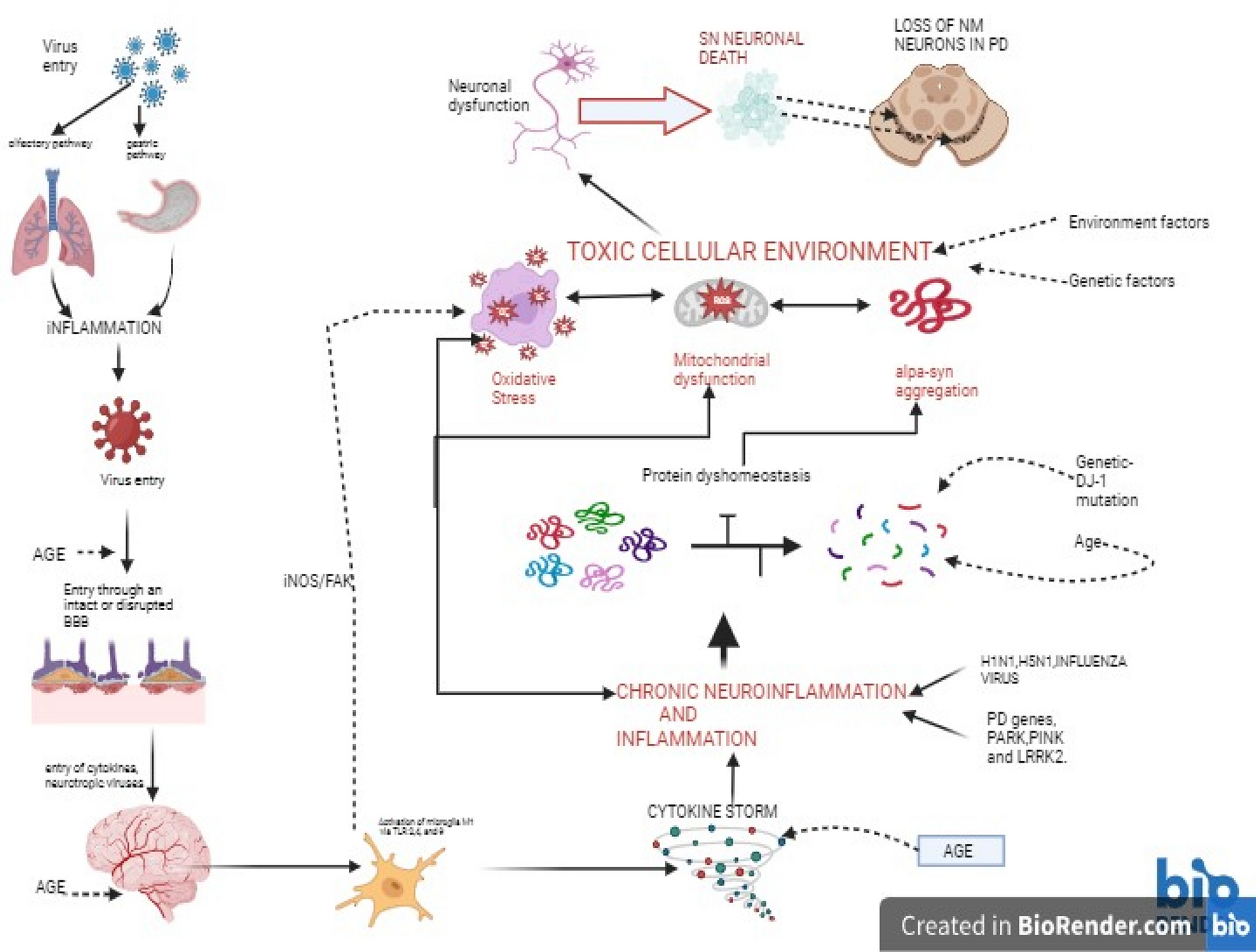 Virus-induced brain pathology and the neuroinflammation-inflammation continuum: the neurochemists view