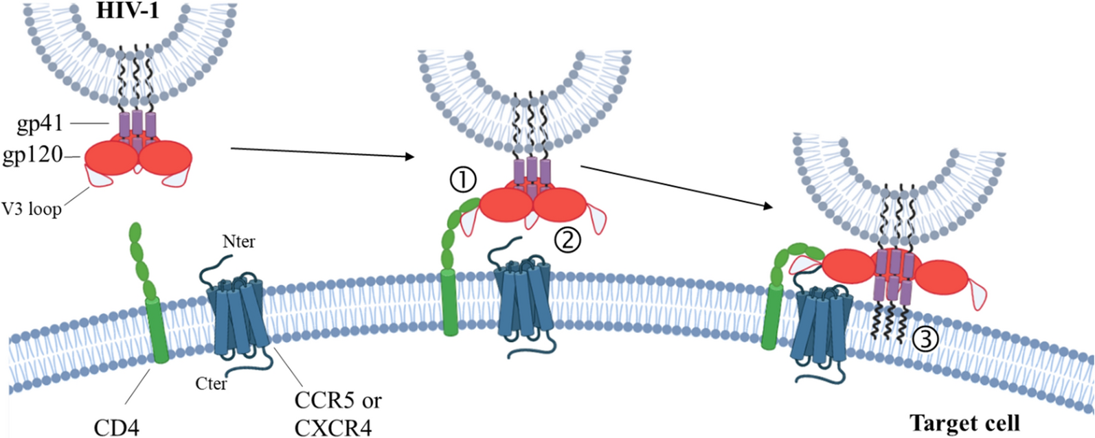 The chemokine receptor CCR5: multi-faceted hook for HIV-1