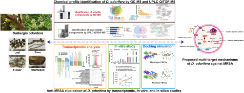 Discovery of potent anti-MRSA components from Dalbergia odorifera through UPLC-Q-TOF-MS and targeting PBP2a protein through in-depth transcriptomic, in vitro, and in-silico studies