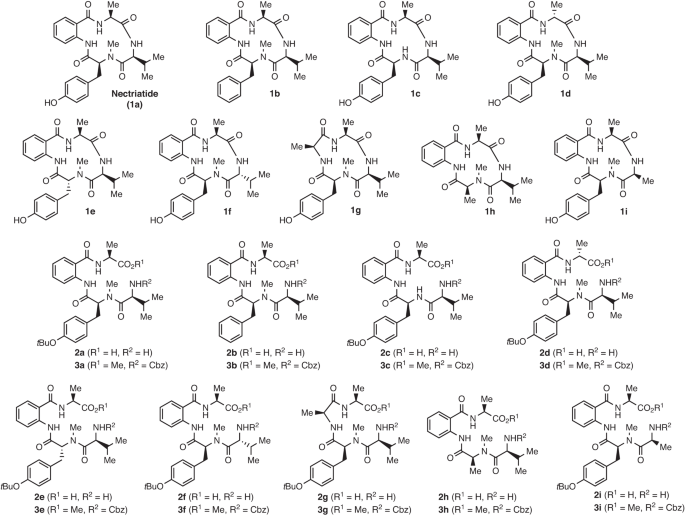 Synthesis and biological evaluation of nectriatide derivatives, potentiators of amphotericin B activity