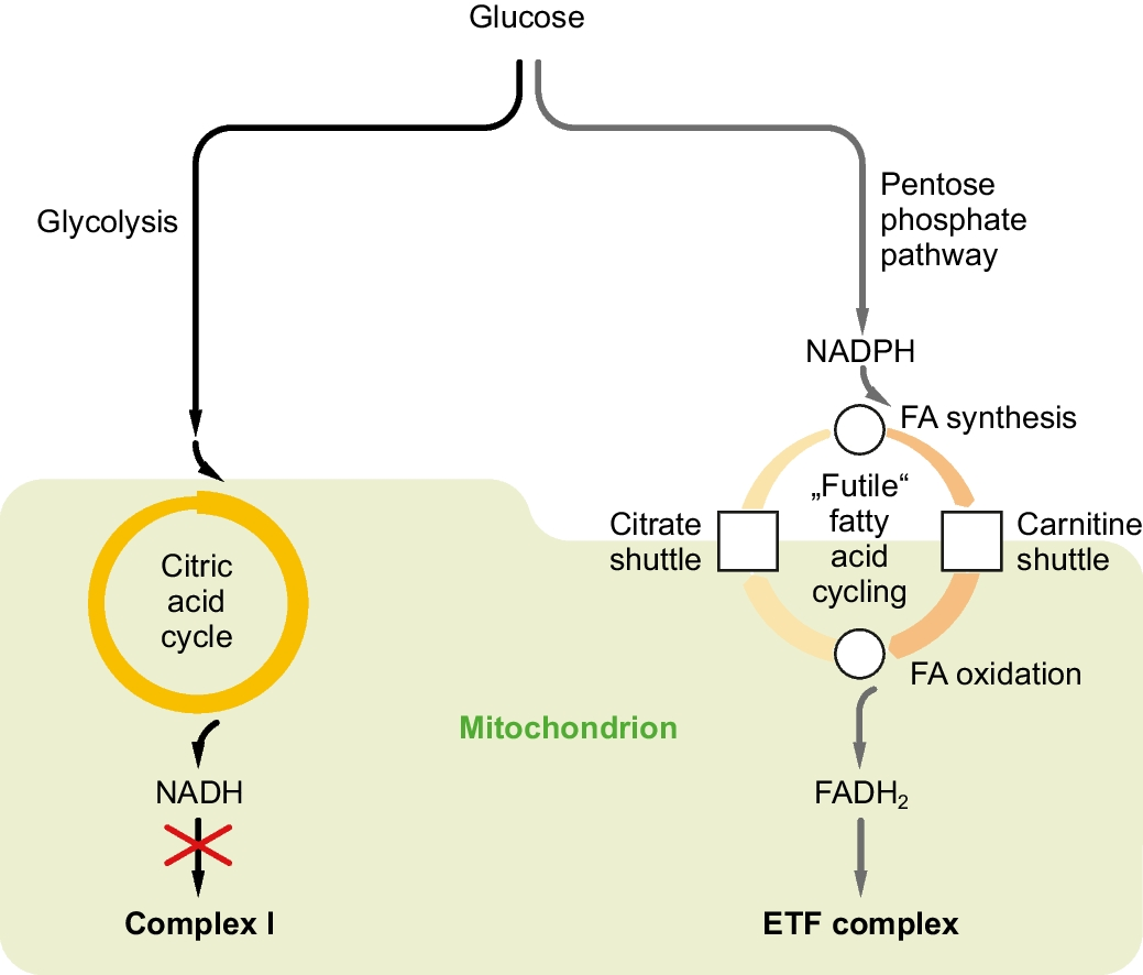 Mitochondrial complex I inhibition triggers NAD+-independent glucose oxidation via successive NADPH formation, “futile” fatty acid cycling, and FADH2 oxidation