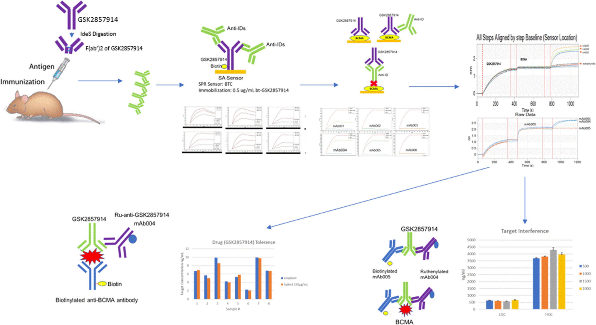 Screening Non-neutralizing Anti-idiotype Antibodies Against a Drug Candidate for Total Pharmacokinetic and Target Engagement Assay