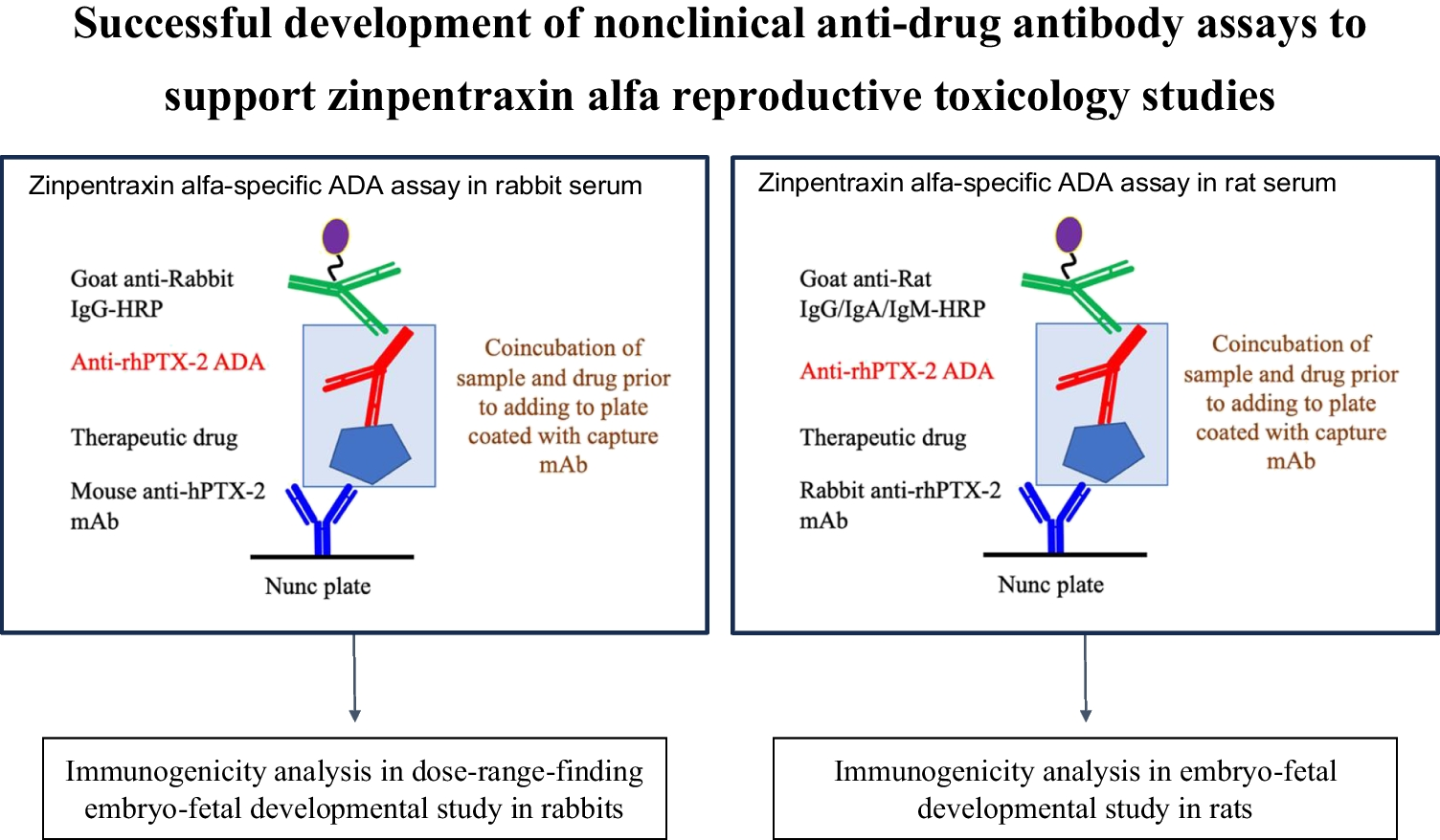 Successful Development of Nonclinical Anti-Drug Antibody Assays to Support Zinpentraxin Alfa Reproductive Toxicology Studies