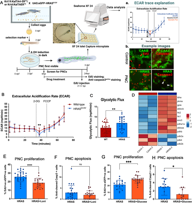 Preneoplastic cells switch to Warburg metabolism from their inception exposing multiple vulnerabilities for targeted elimination