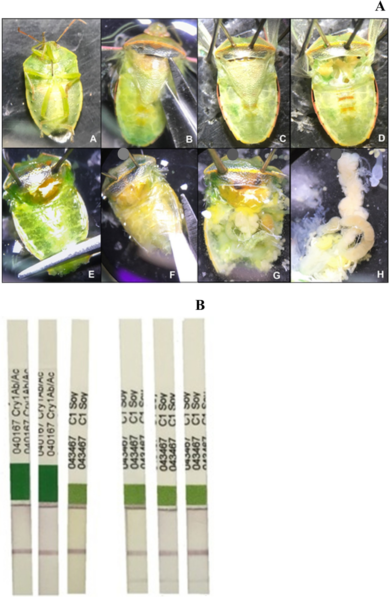 Bt Soybean Cry1Ac Does Not Affect Development, Reproduction, or Feeding Behavior of Red-Banded Stink Bug Piezodorus guildinii (Hemiptera: Pentatomidae)