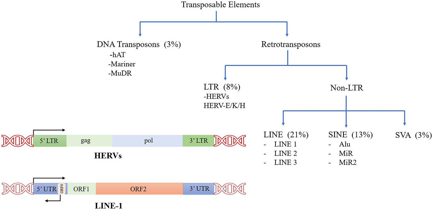 Transposable Elements: Emerging Therapeutic Targets in Neurodegenerative Diseases