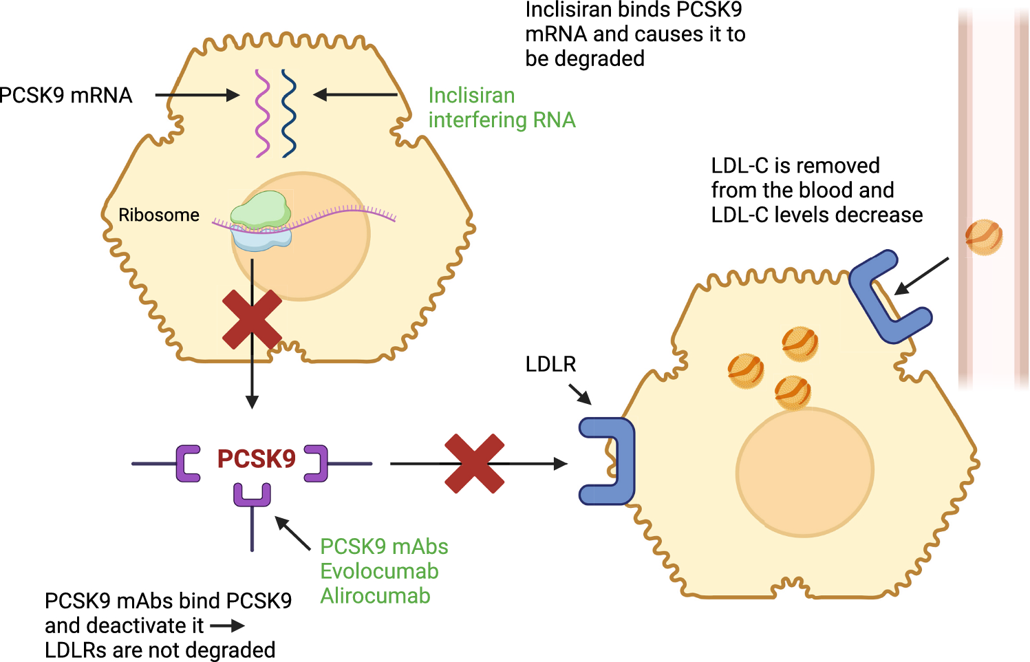 Long-Term Efficacy and Tolerability of PCSK9 Targeted Therapy: A Review of the Literature