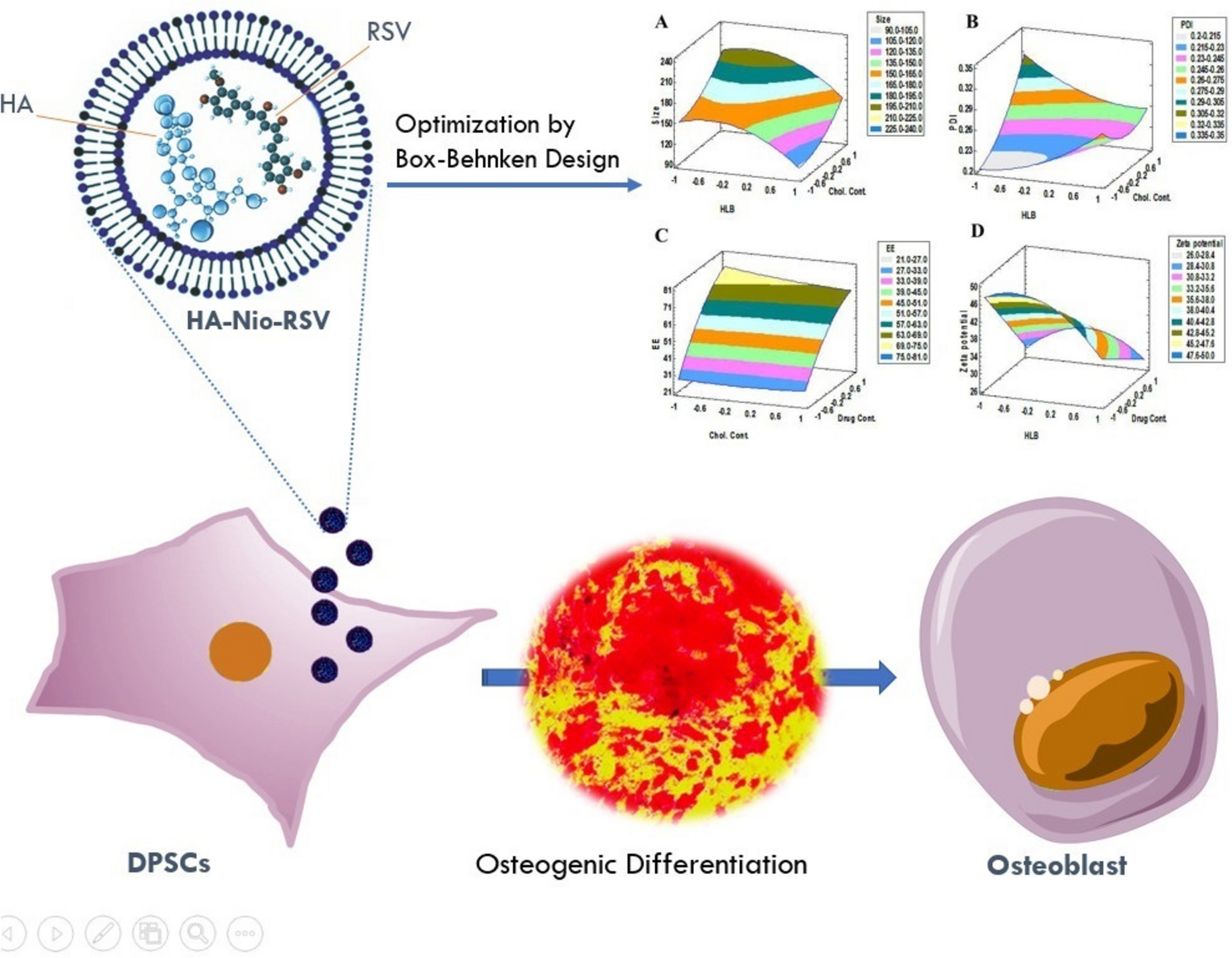Enhancing osteogenic differentiation of dental pulp stem cells through rosuvastatin loaded niosomes optimized by Box-Behnken design and modified by hyaluronan: a novel strategy for improved efficiency