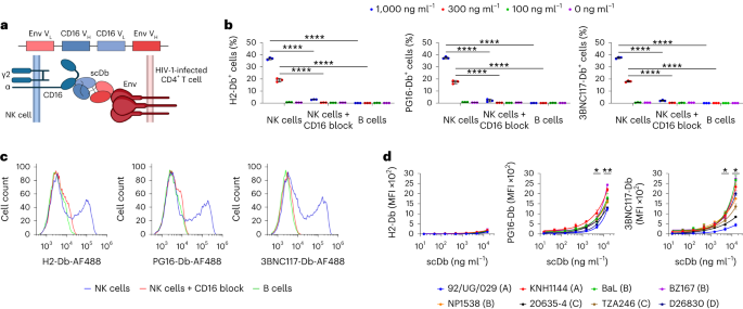 Bispecific antibodies promote natural killer cell-mediated elimination of HIV-1 reservoir cells