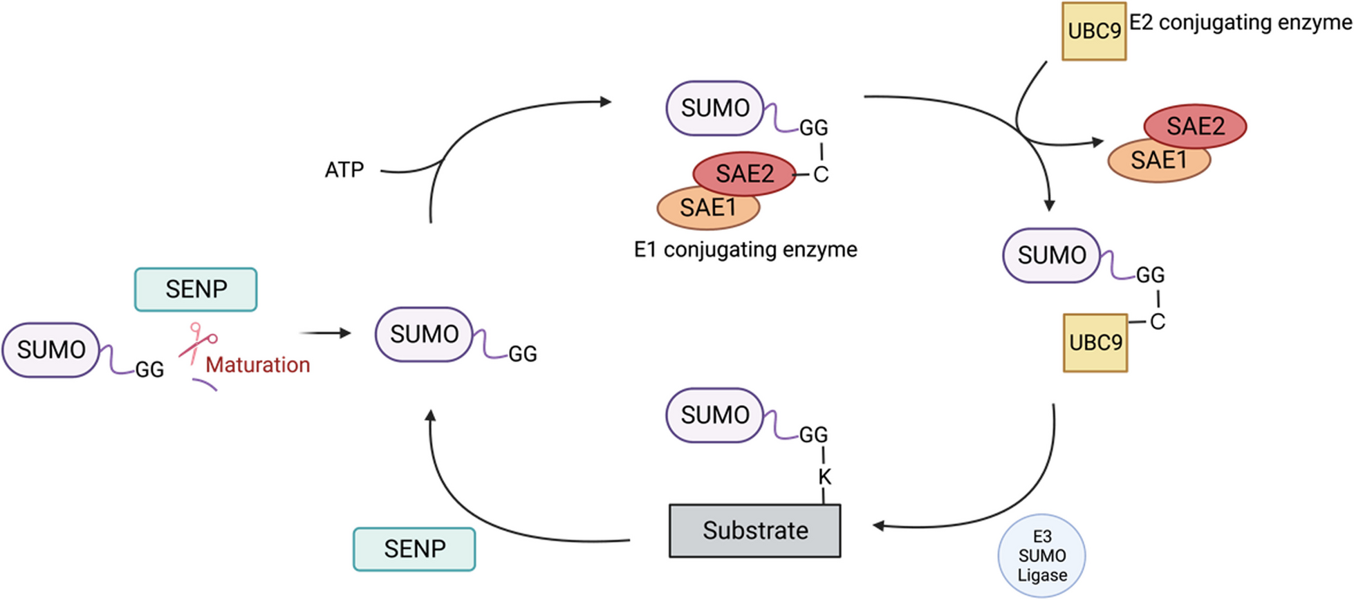 Mechanisms and functions of SUMOylation in health and disease: a review focusing on immune cells