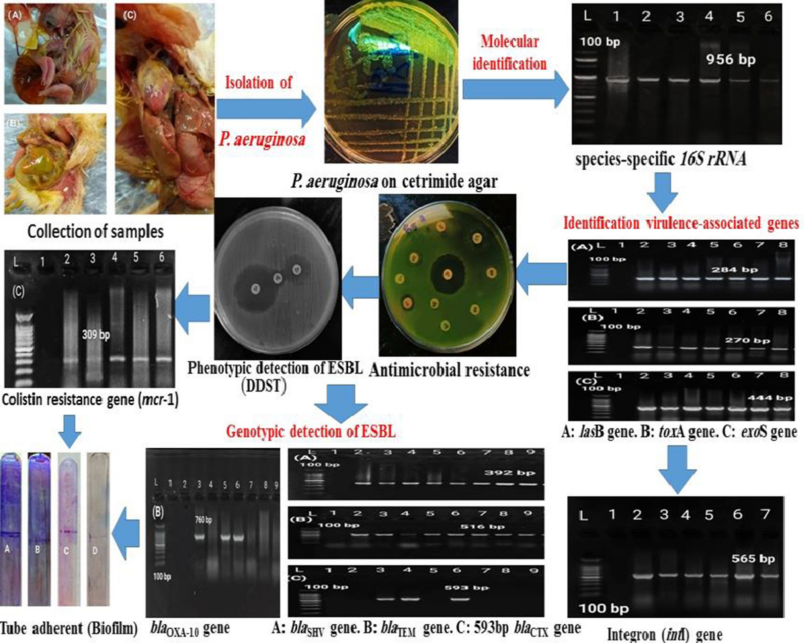 Dissemination of mcr-1 and β-lactamase genes among Pseudomonas aeruginosa: molecular characterization of MDR strains in broiler chicks and dead-in-shell chicks infections