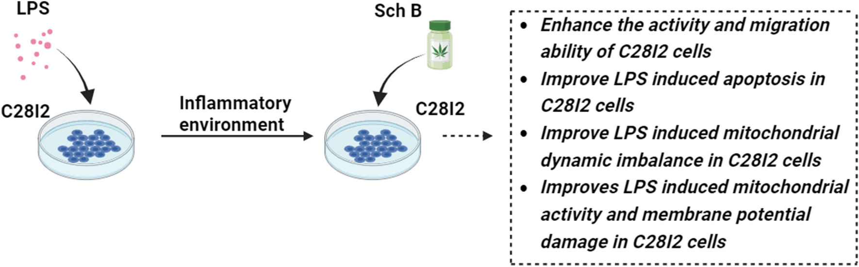 Schisandrin B Alleviates LPS Induced Mitochondrial Damage in C28I2 Cells