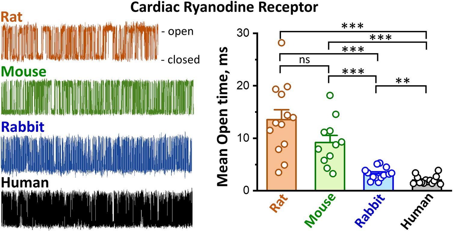Isolated Cardiac Ryanodine Receptor Function Varies Between Mammals