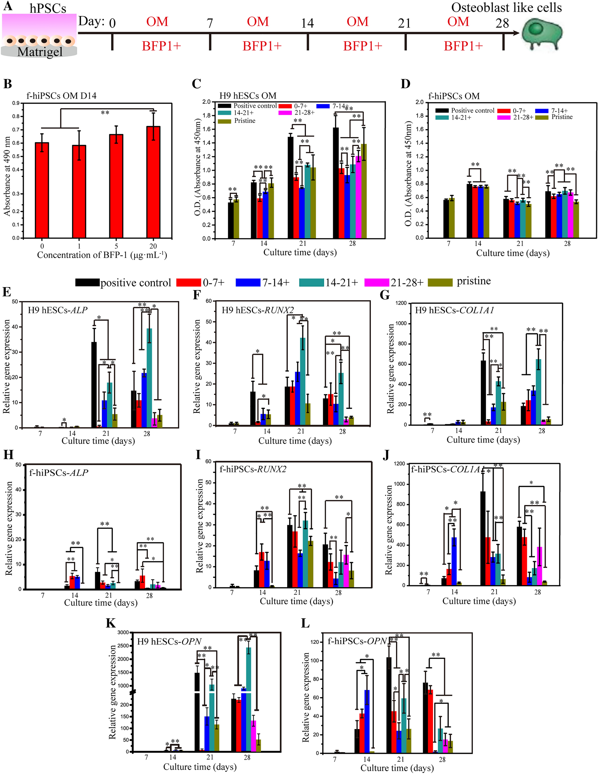 Define of Optimal Addition Period of Osteogenic Peptide to Accelerate the Osteogenic Differentiation of Human Pluripotent Stem Cells