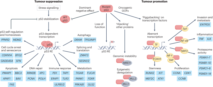 Translating p53-based therapies for cancer into the clinic