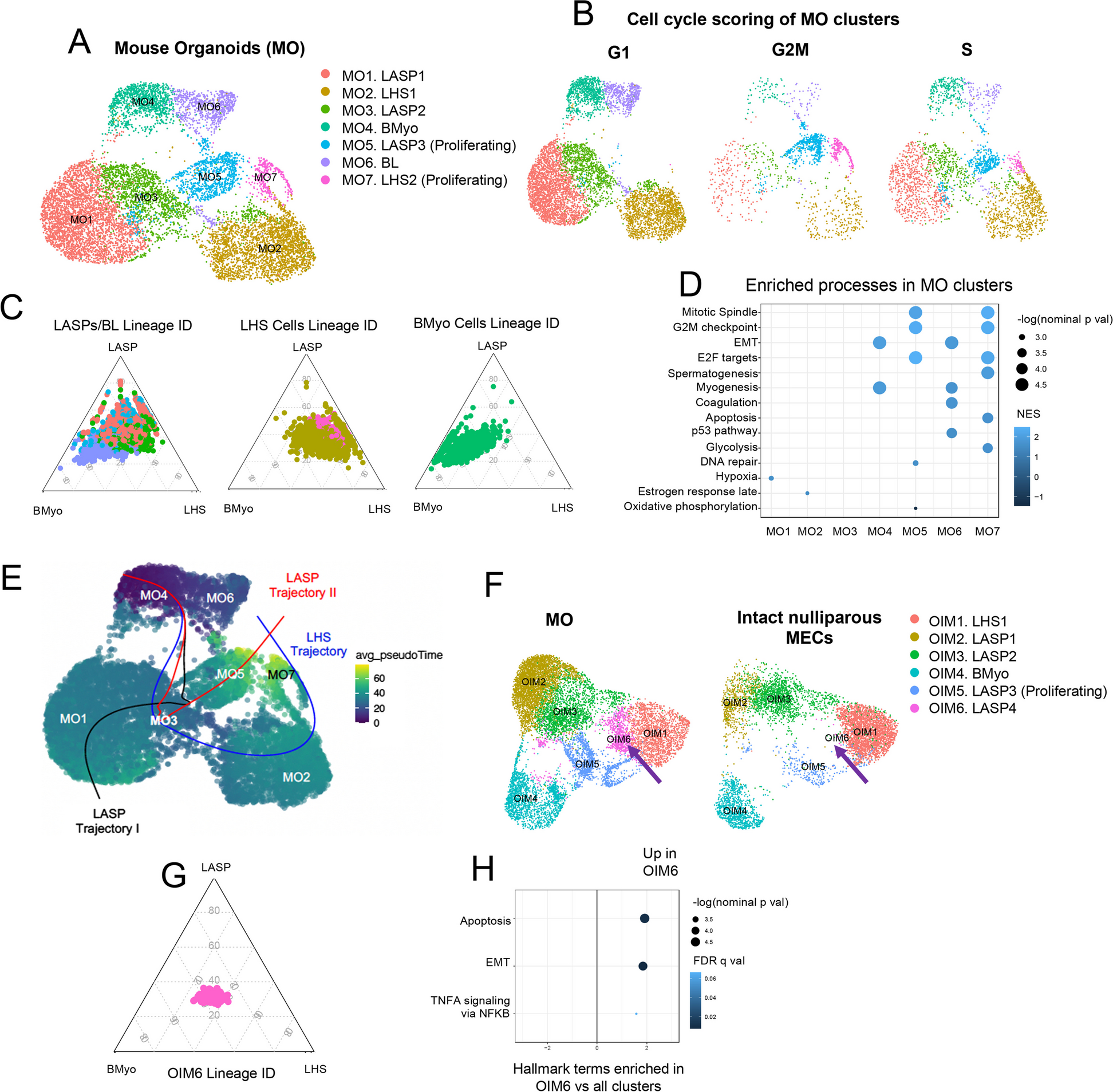 Single-Cell Transcription Mapping of Murine and Human Mammary Organoids Responses to Female Hormones