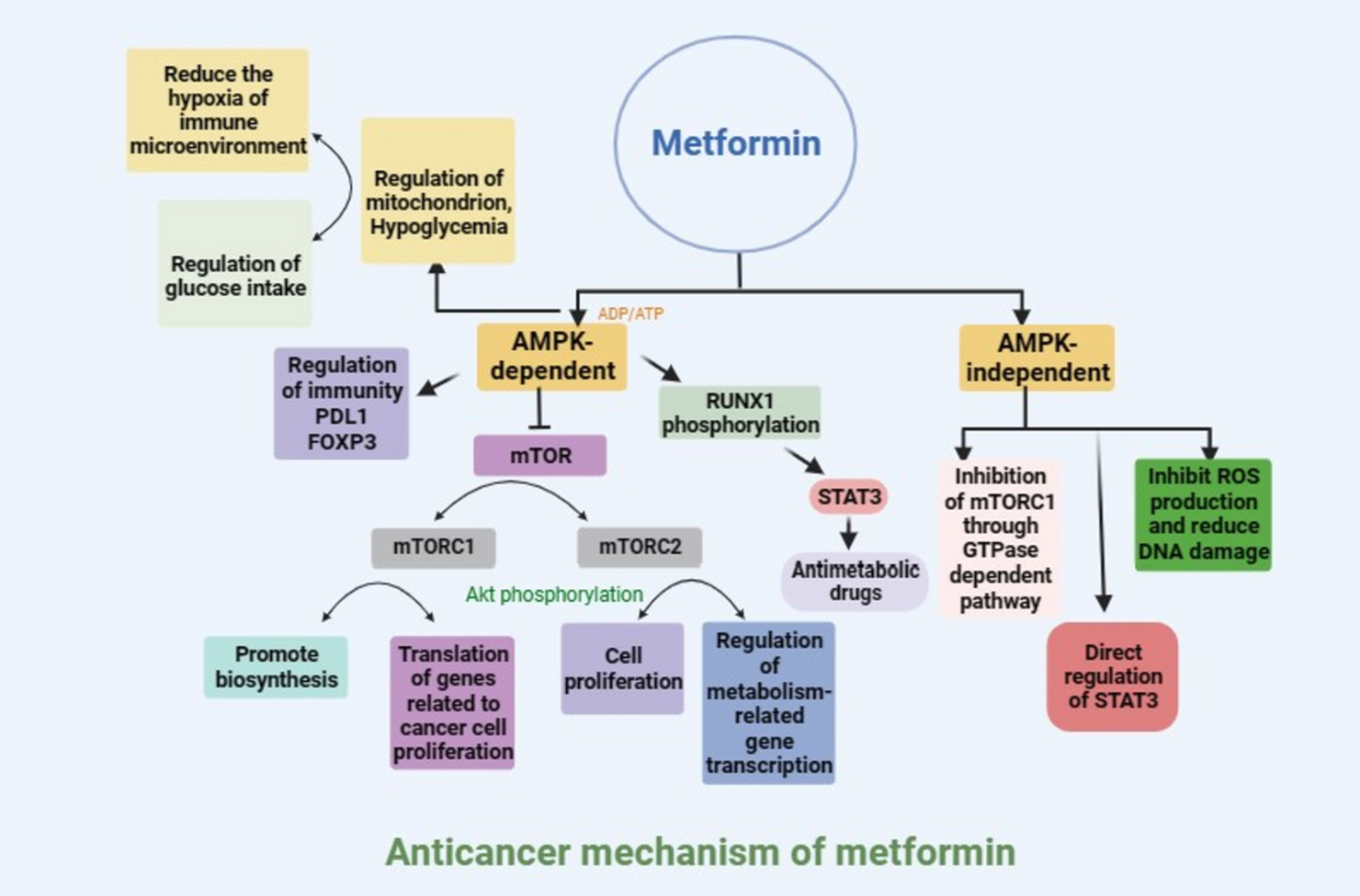 Research Progress on the Use of Metformin in Leukemia Treatment