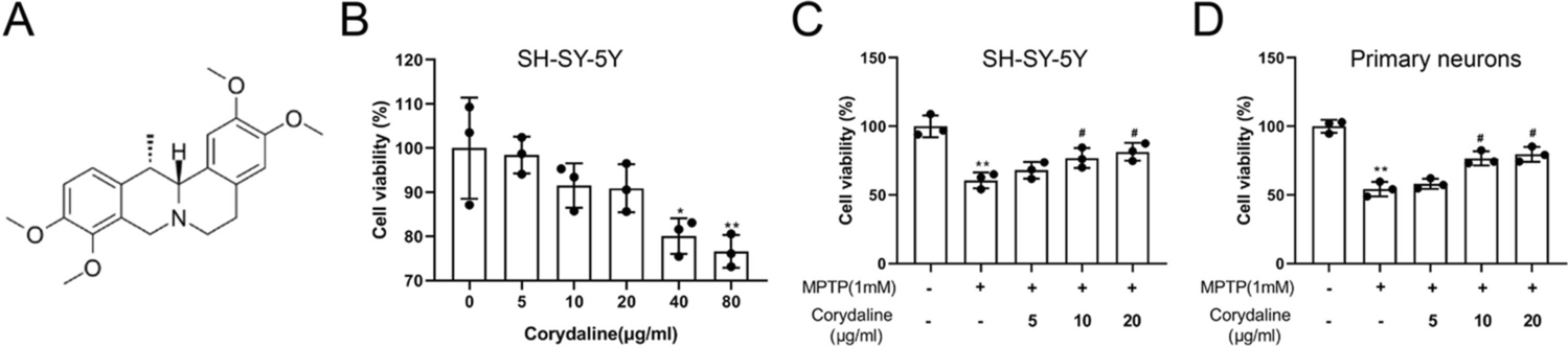 Corydaline alleviates Parkinson’s disease by regulating autophagy and GSK-3β phosphorylation