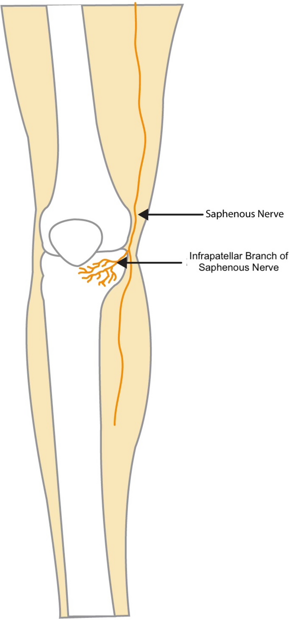 Infrapatellar Branch of the Saphenous Nerve: Therapeutic Approaches to Chronic Knee Pain
