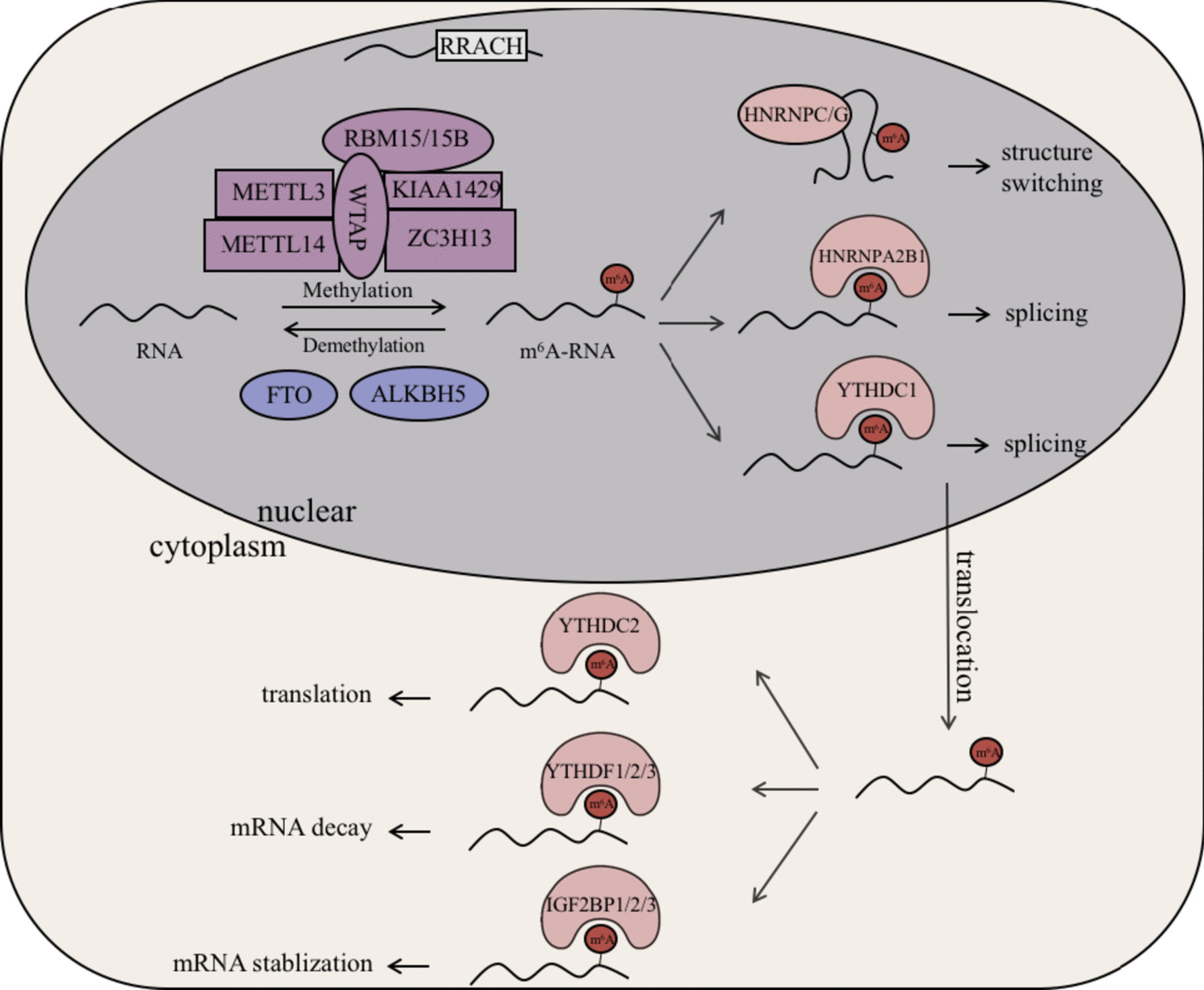Ubiquitination and deubiquitination in the regulation of N6-methyladenosine functional molecules