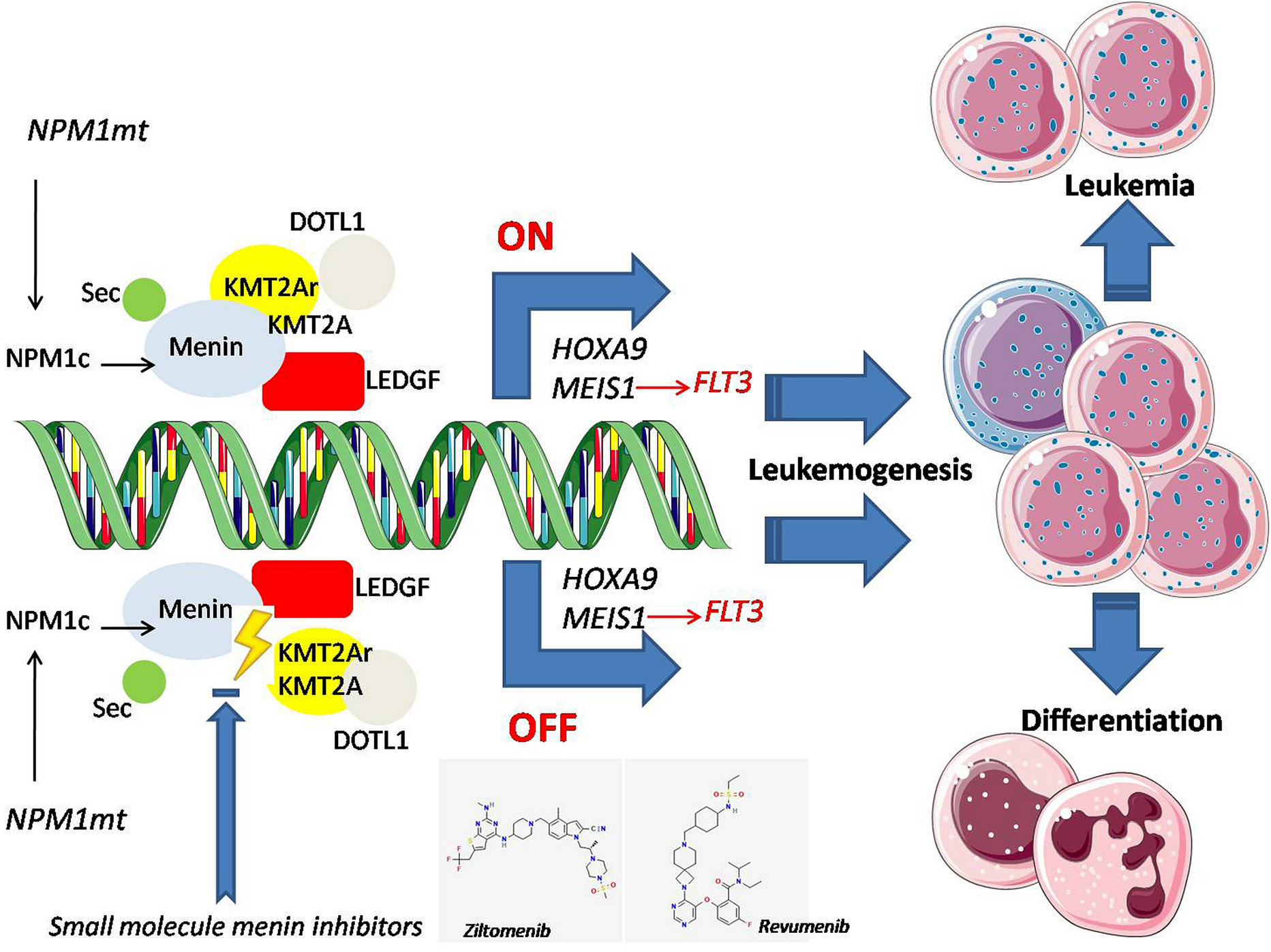 Small Molecule Menin Inhibitors: Novel Therapeutic Agents Targeting Acute Myeloid Leukemia with KMT2A Rearrangement or NPM1 Mutation