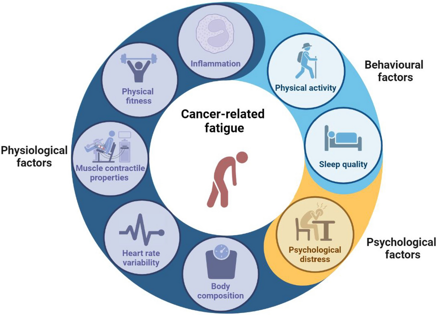 Potential mechanisms underlying the effect of walking exercise on cancer-related fatigue in cancer survivors