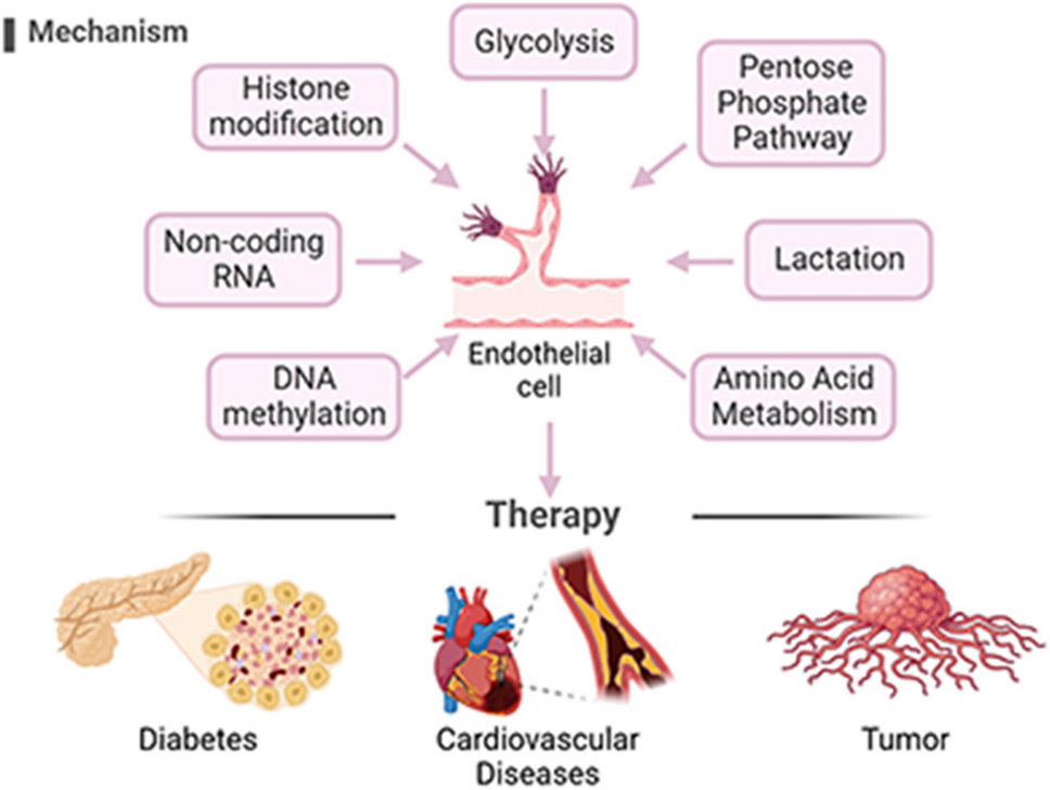 Therapeutic Strategies for Angiogenesis Based on Endothelial Cell Epigenetics