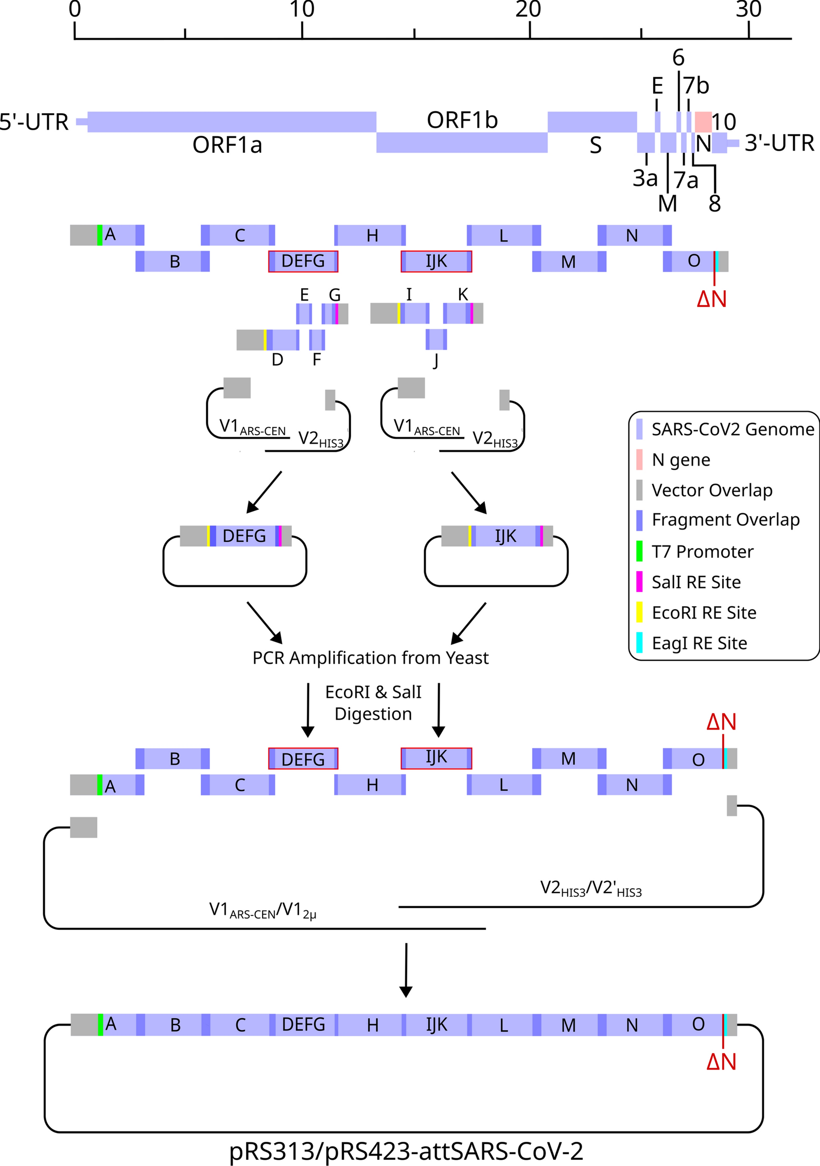 Efficient assembly of a synthetic attenuated SARS-CoV-2 genome in Saccharomyces cerevisiae using multi-copy yeast vectors